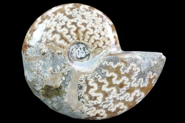 Bargain, Polished, Agatized Ammonite - Madagascar #75974